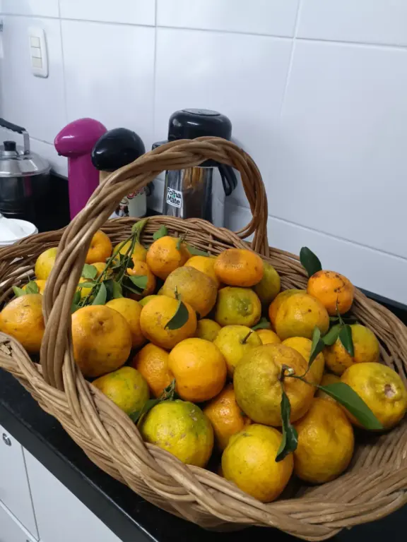 Bergamotas à disposição na cozinha da Folha do Mate (Foto: Juliana Bencke/Folha do Mate)