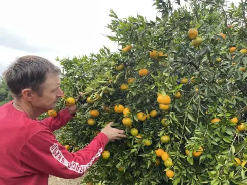 Além de laranja e limão, também tem muitas bergamoteiras carregadas na propriedade (Foto: Débora Kist/Folha do Mate)