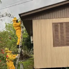Com equipamentos adequados, bombeiros atuam em ocorrência envolvendo enxame de abelha