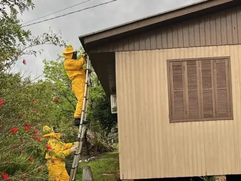 Com equipamentos adequados, bombeiros atuam em ocorrência envolvendo enxame de abelha