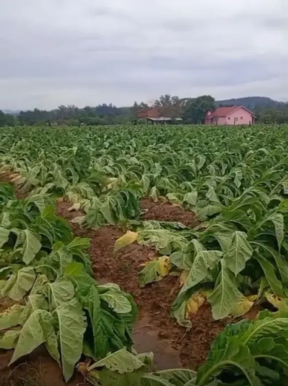 Lavoura em Linha Tangerinas foi afetada pela ventania (Foto: Divulgação)