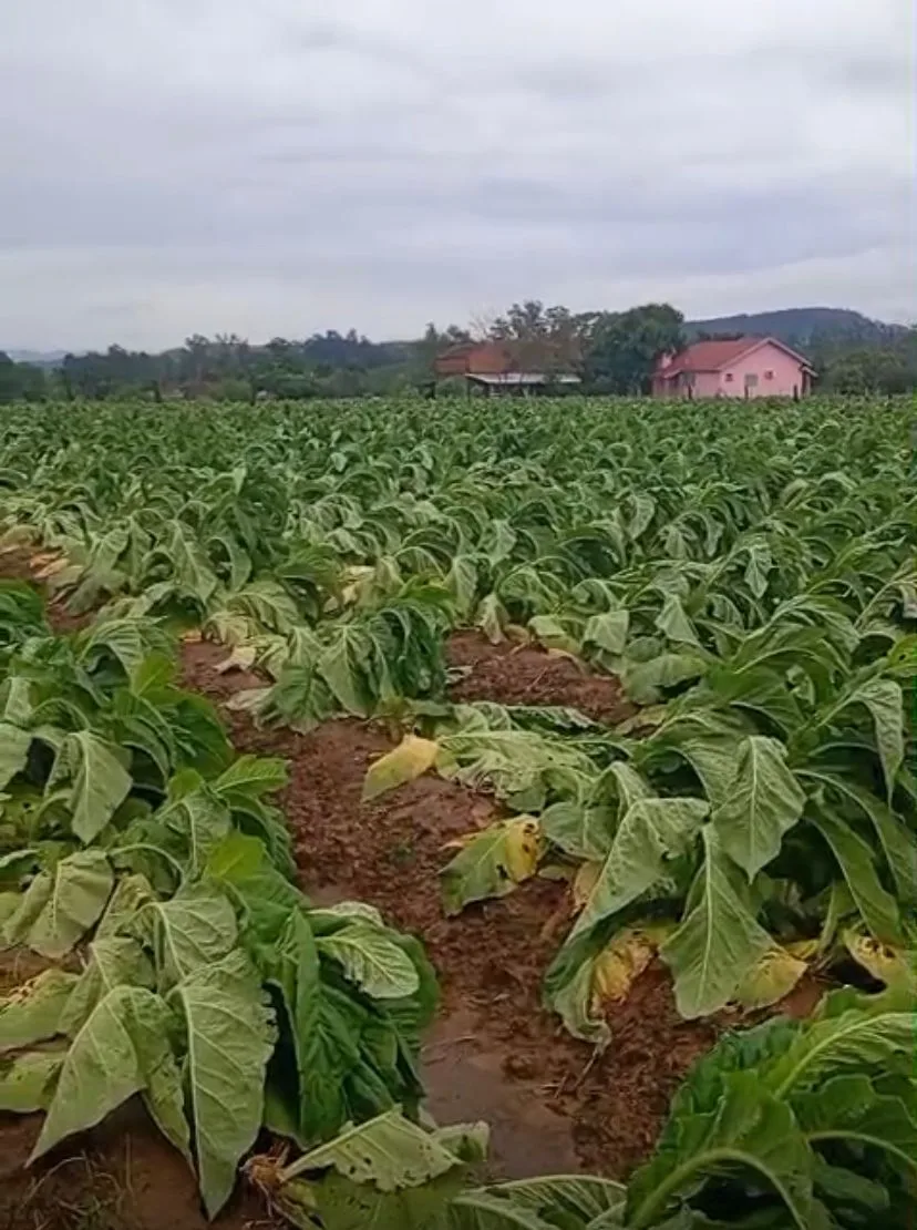 Lavoura em Linha Tangerinas foi afetada pela ventania (Foto: Divulgação)