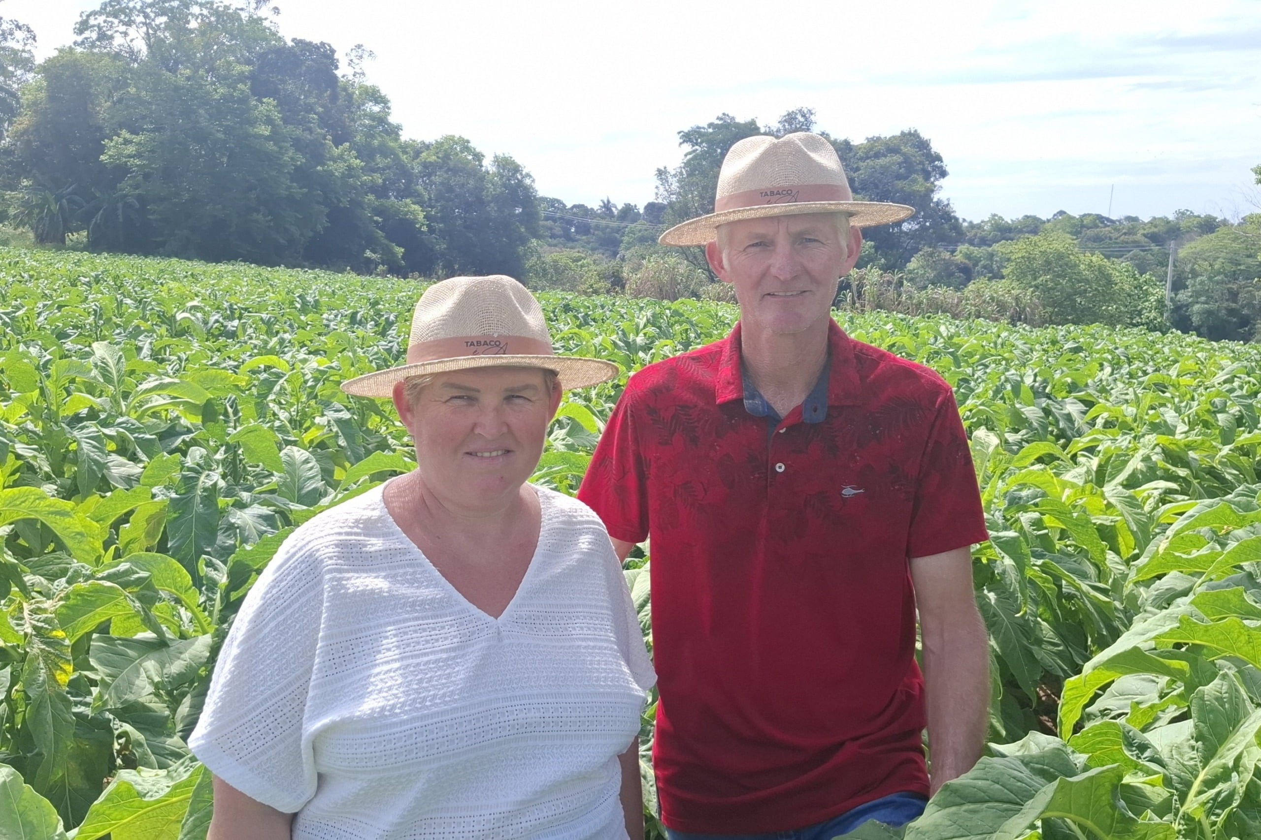 Cerimônia de Abertura da Colheita do Tabaco será dia 6 de novembro